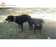 Femelle rottweiller hamla