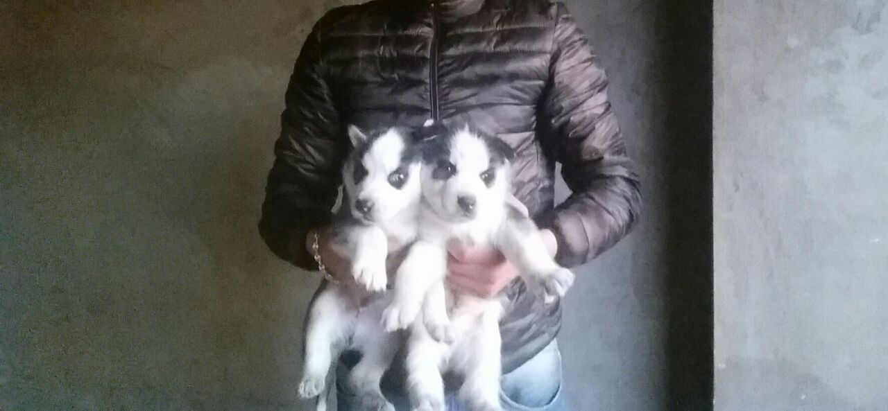 Chien husky males et femelles de race pure