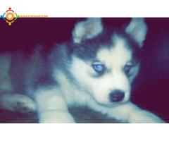 Chien husky males et femelles de race pure