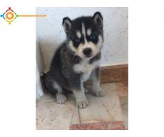 Chien husky males et femelles de race pure