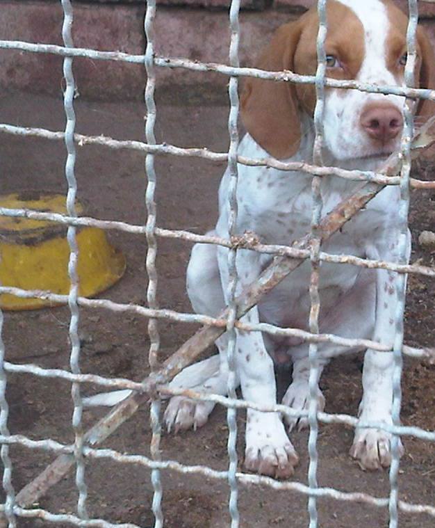 chien de chasse pointer